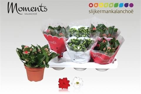 <h4>KAL GE GEM 2 KL</h4>