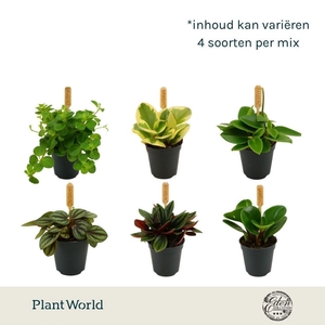 Peperomia capereta gemengd