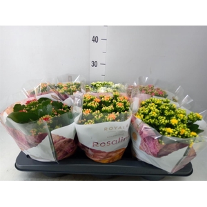 Kalanchoe blos. 'RoyalDon'   ..mix