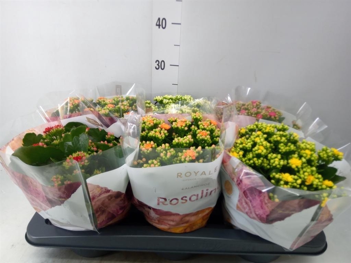 <h4>Kalanchoe blos. 'RoyalDon'   ..mix</h4>