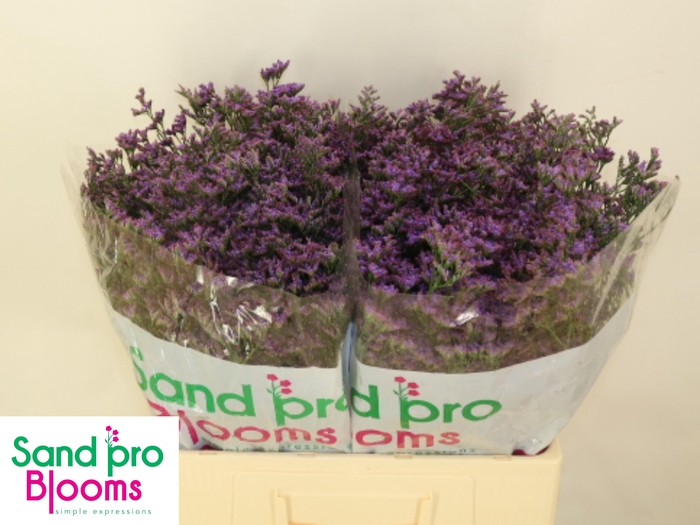 <h4>LIM SHOOTING STAR</h4>