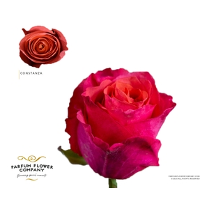 Rosa Garden Constanza