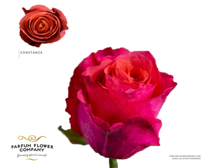<h4>Rosa Garden Constanza</h4>