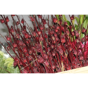 FOLH HIBISCUS VINAGREIRO