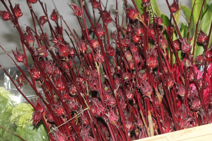 <h4>FOLH HIBISCUS VINAGREIRO</h4>