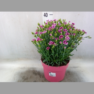 Dianthus  'Pink Kisses'