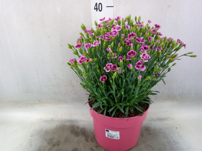 Dianthus  'Pink Kisses'