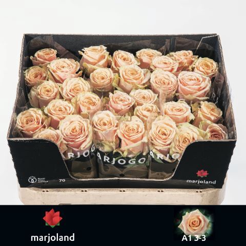 <h4>Rosa GR 'Bellini'</h4>