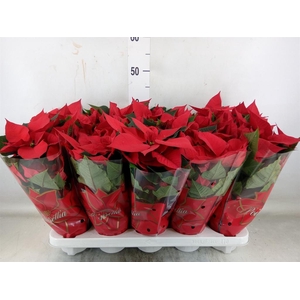 Euphorbia pulc. 'Mars'