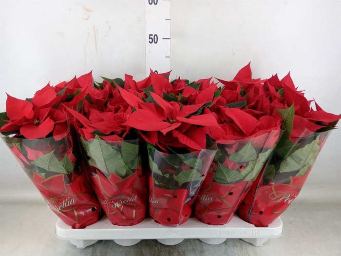 <h4>Euphorbia pulc. 'Mars'</h4>