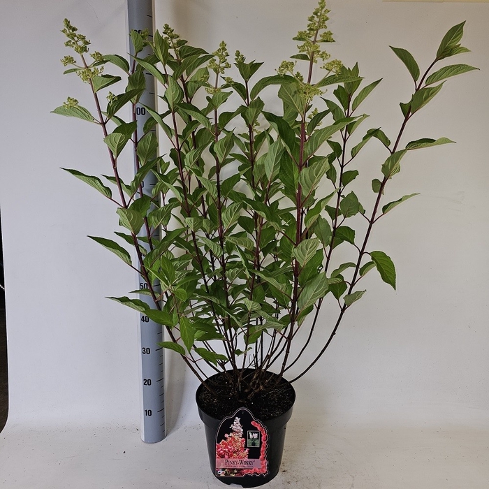 <h4>HYDR PANICULATA</h4>
