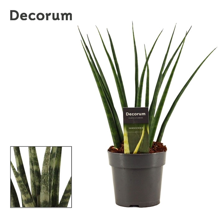 <h4>Sansevieria Fernwood 12 cm (Decorum)</h4>