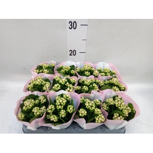 Kalanchoe  'MoreFlow Lillian'