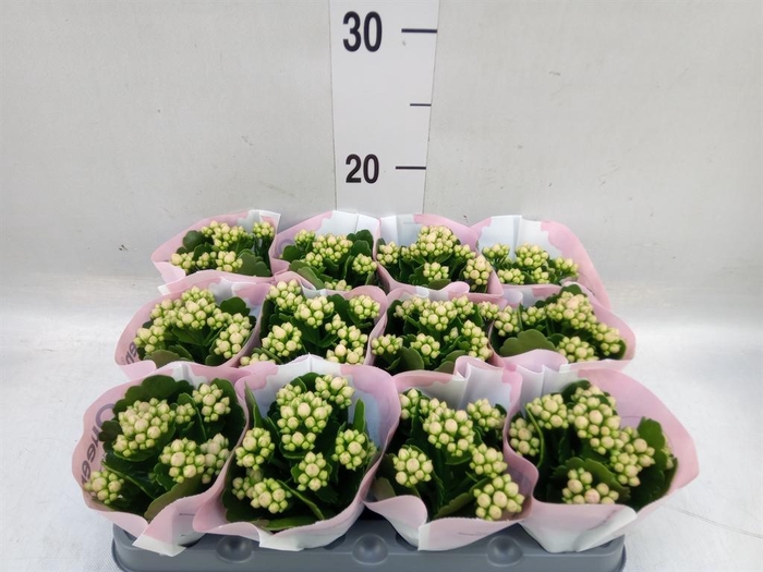 <h4>Kalanchoe  'MoreFlow Lillian'</h4>