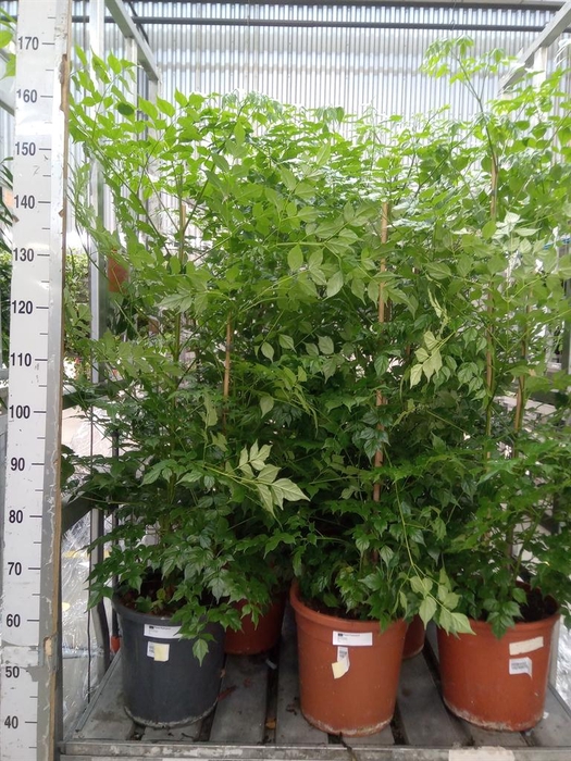 <h4>Radermachera sinica</h4>