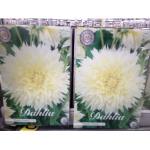 Dahlia   ...flowerbulbs