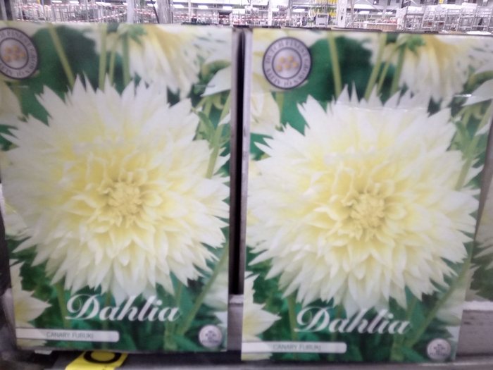 <h4>Dahlia   ...flowerbulbs</h4>