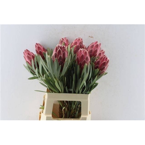 PROTEA VENUS