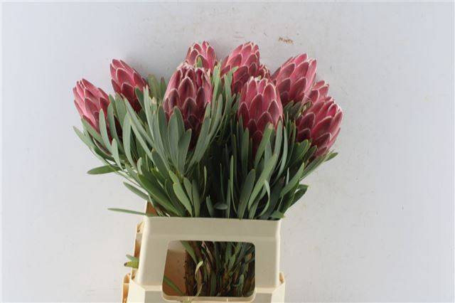 <h4>PROTEA VENUS</h4>