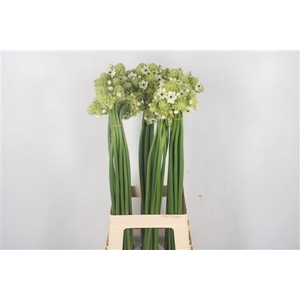 Ornithogalum Saundersiae White