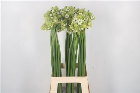 <h4>Ornithogalum Saundersiae White</h4>