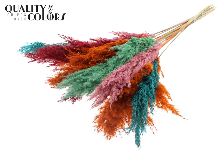 <h4>Pampas Grass 70cm 10st/bunch Summer Sorbet</h4>