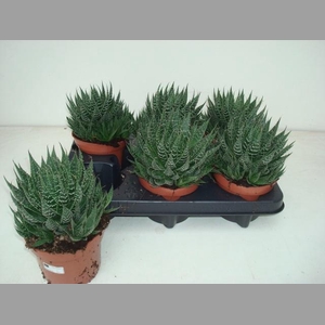 ALOE ARISTATA