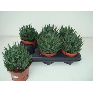 ALOE ARISTATA