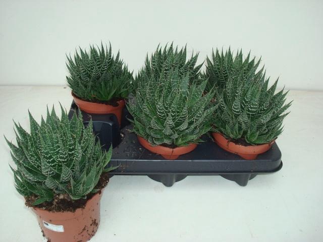 <h4>ALOE ARISTATA</h4>