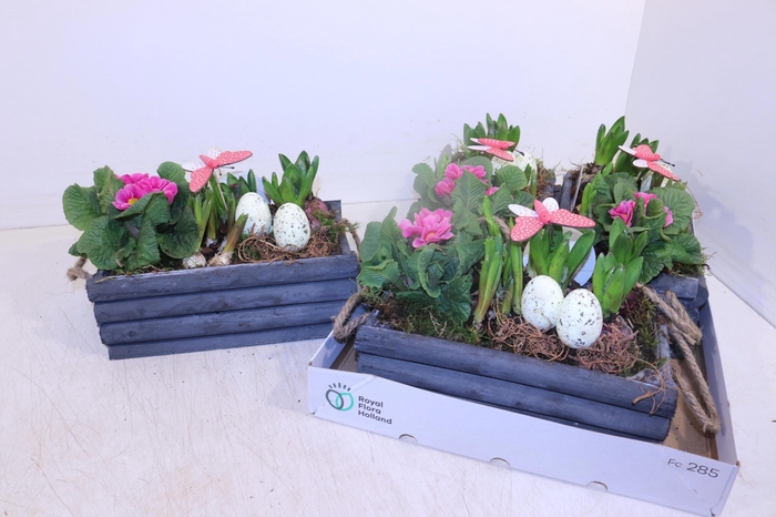 <h4>ARR TUINPLANTEN</h4>