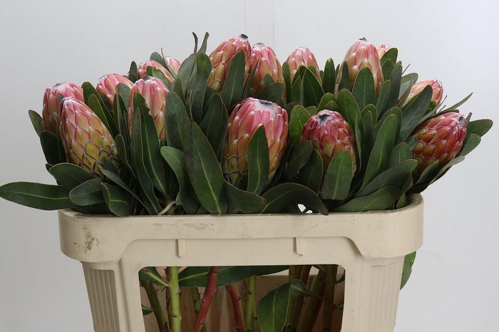 <h4>PROTEA SUSARA</h4>