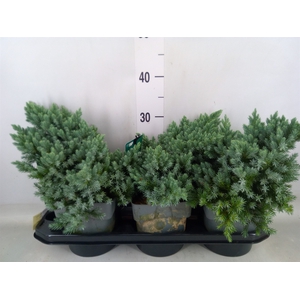 Juniperus squamata 'Blue Star'
