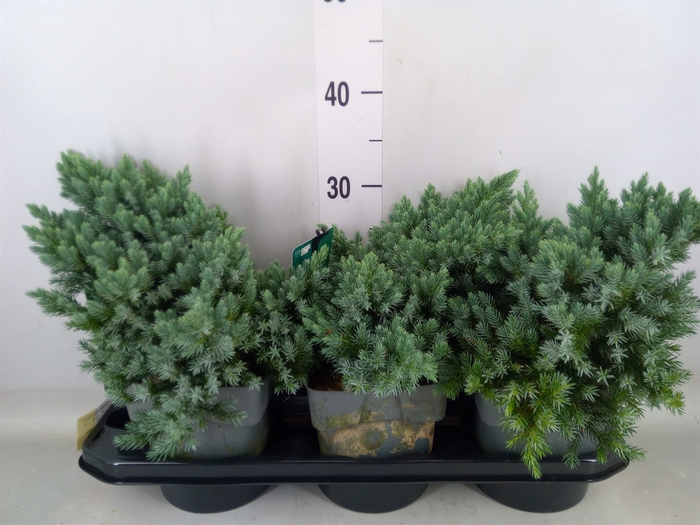 <h4>Juniperus squamata 'Blue Star'</h4>