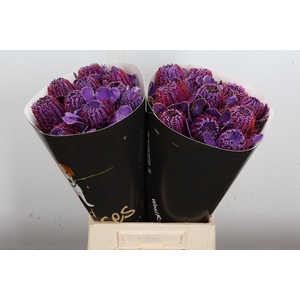 Banksia Wx Paars