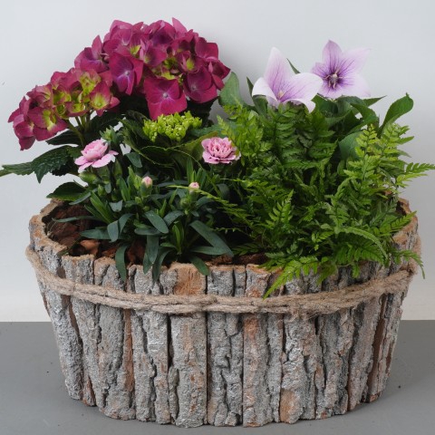 <h4>PTPP3219 Arrangementen Tuinplanten</h4>