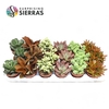 Sierra's® - Sevilla Succulent Mix (Deluxe)