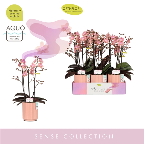 <h4>Aromio Sweet 3 spike in Molise Salmon Aquo</h4>