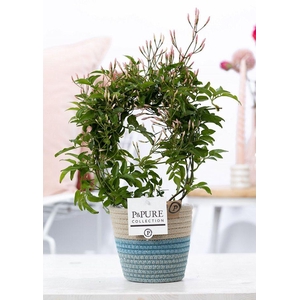 Jasm Poly Boog Fashionpot Valerie