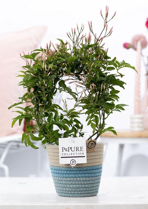 <h4>Jasminum Poly. ( 200+ knop) in P&PURE Fashionpot Valerie</h4>