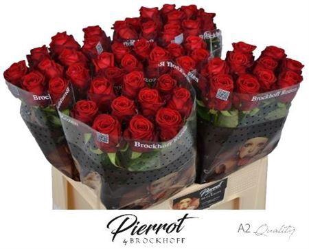 <h4>R Gr Red Naomi!</h4>