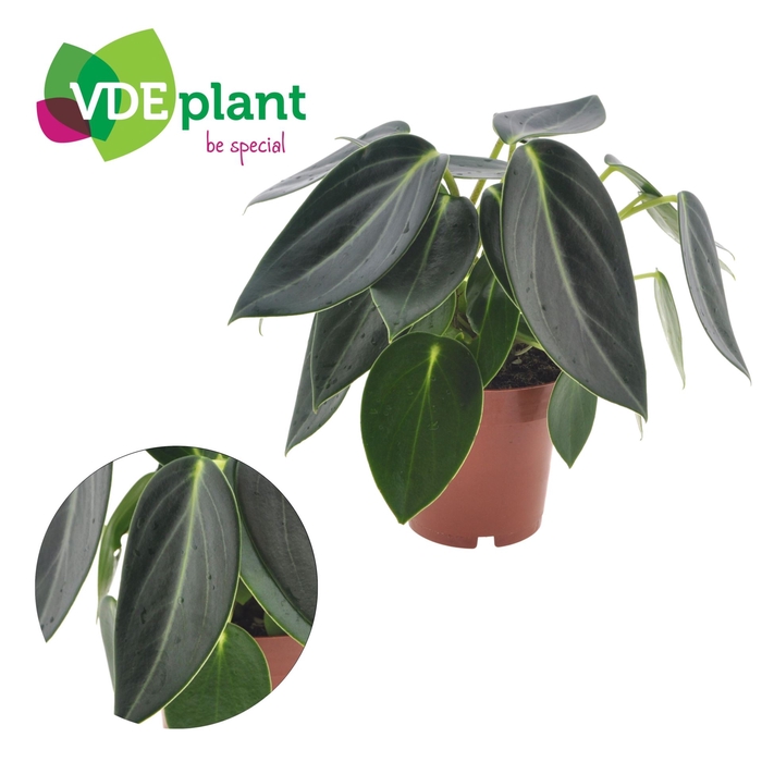 <h4>Peperomia</h4>