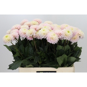 DAHLIA LIGHT WIZARD*