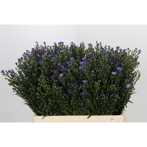Aster Casamare