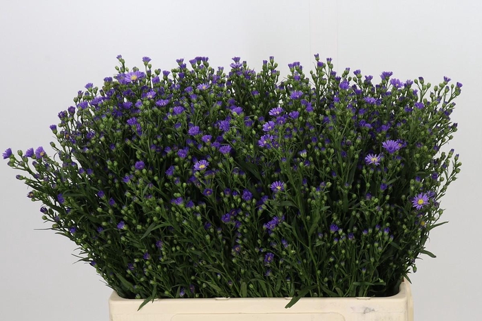 <h4>Aster Casamare</h4>