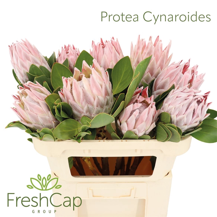 <h4>Protea Cynaroides Large</h4>