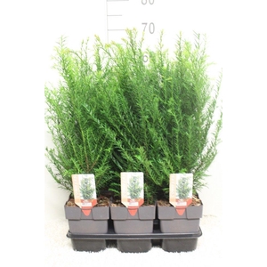 Taxus baccata P17 (potgekweekt)