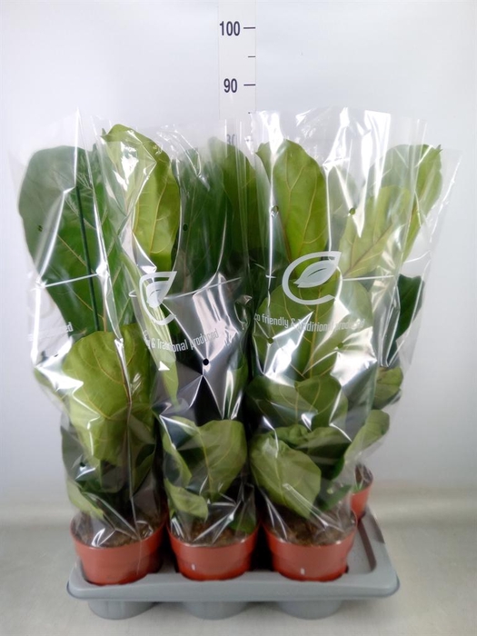 <h4>Ficus lyrata</h4>