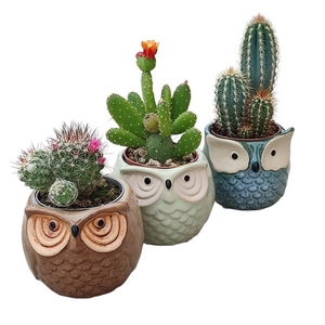 Cactus Gemengd Keramiek Owl