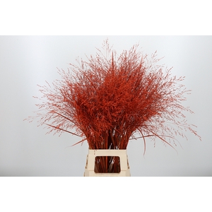Panicum Kl Bh Oranje
