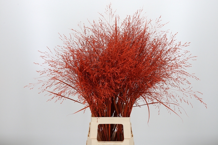 <h4>Panicum Kl Bh Oranje</h4>